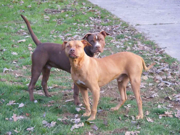 St. Francis Animal Hospital 6