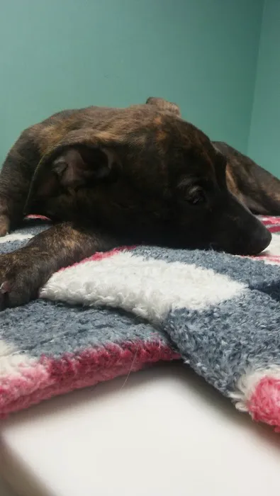 Norwin Veterinary Hospital 9