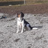 Norwin Veterinary Hospital ico