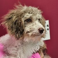 PetVet365 Pet Hospital Pittsburgh/Wilkins Township ico