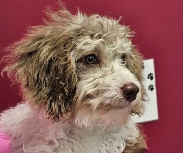 PetVet365 Pet Hospital Pittsburgh/Wilkins Township
