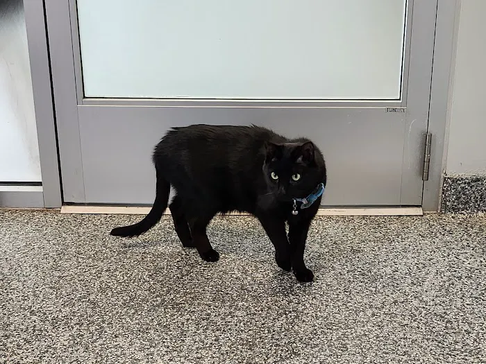PetVet365 Pet Hospital Pittsburgh/Wilkins Township 9