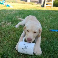 Banfield Pet Hospital ico