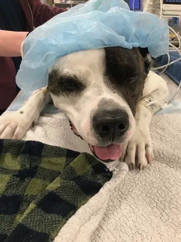 BluePearl Pet Hospital 2