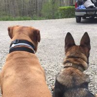 Northern Pike Veterinary Hospital ico