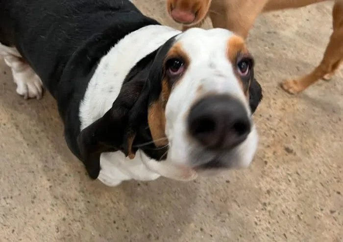 Monroeville Pet Hospital (Jana Oster, DVM) 1