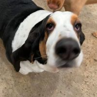 Monroeville Pet Hospital (Jana Oster, DVM) ico