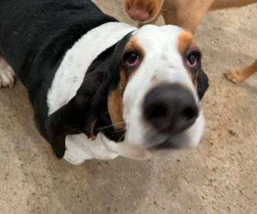 Monroeville Pet Hospital (Jana Oster, DVM)