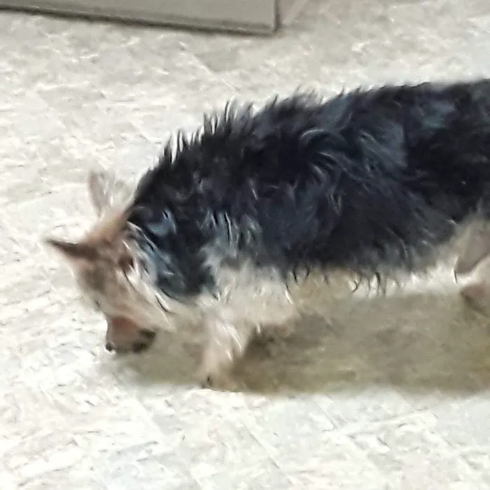 Donaldson Animal Hospital 2