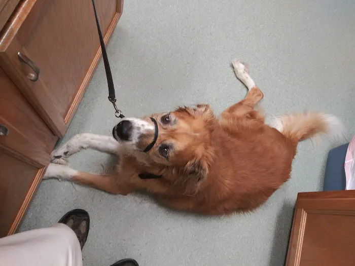 Duck Hollow Animal Hospital 7