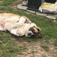 Grace Veterinary Services ico