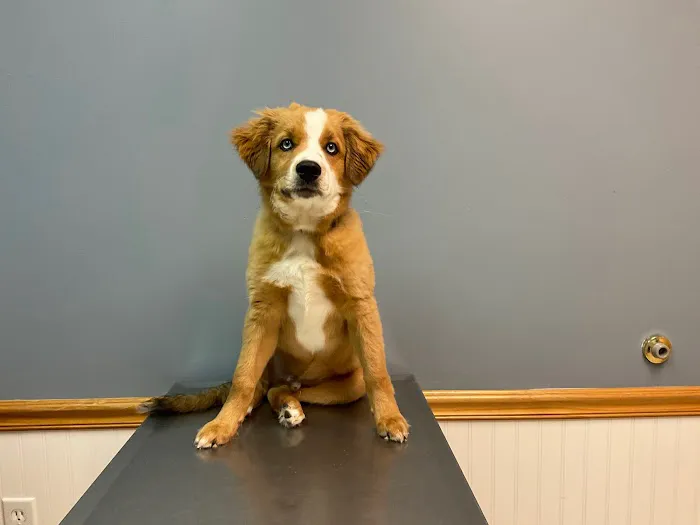 Grace Veterinary Services 3