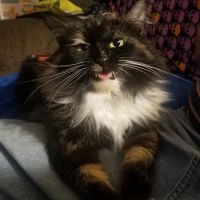 Catnip Acres Clinic ico