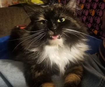 Catnip Acres Clinic