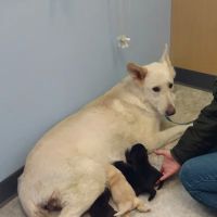 Waynesburg Animal Hospital ico