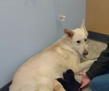 Waynesburg Animal Hospital