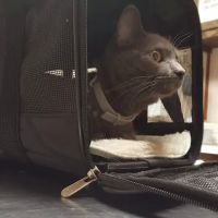 Animal Medical Center Uniontown ico