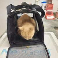 Blout Veterinary ico