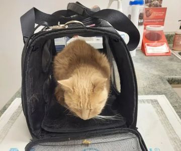 Blout Veterinary