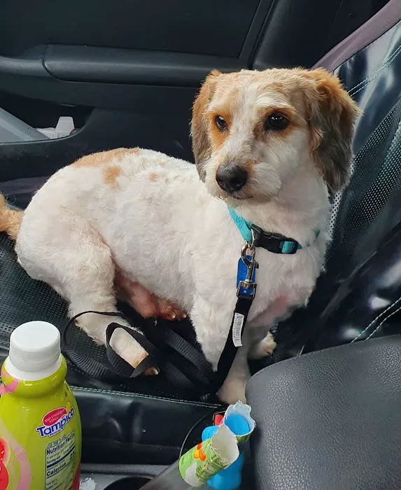 Alpha Veterinary Services 7