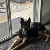 Alpha Veterinary Services ico