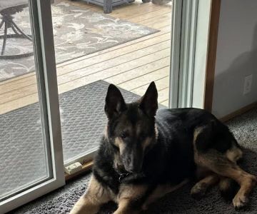 Alpha Veterinary Services