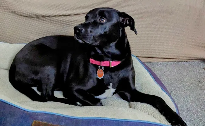 4 Paws Veterinary Care Inc 3
