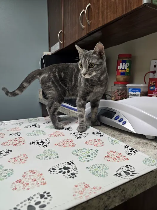 4 Paws Veterinary Care Inc 2