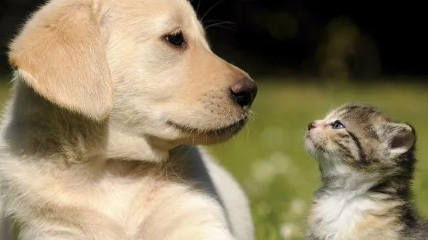 4 Paws Veterinary Care Inc 5