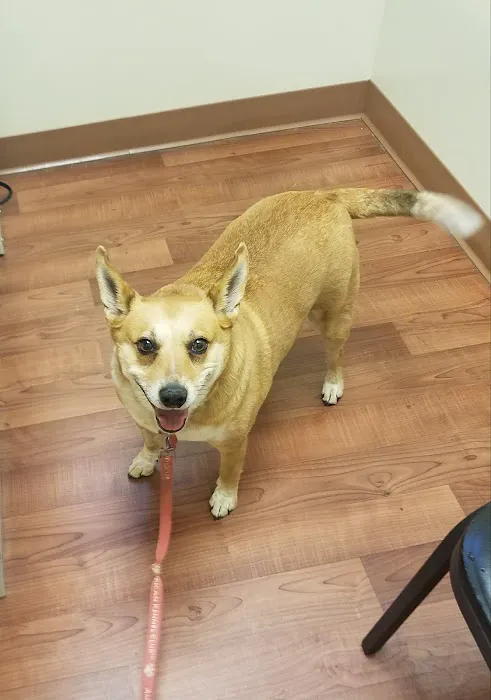 4 Paws Veterinary Care Inc 9