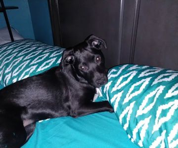 4 Paws Veterinary Care Inc