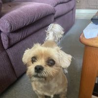 Banfield Pet Hospital ico