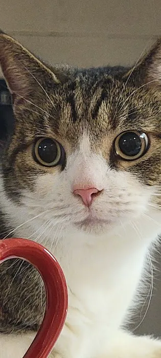 Heart + Paw 7