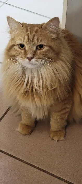 Heart + Paw 3