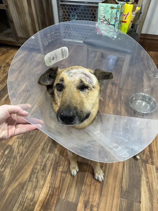 Murrysville Veterinary Associates 6
