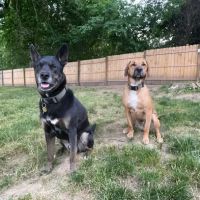 Murrysville Veterinary Associates ico