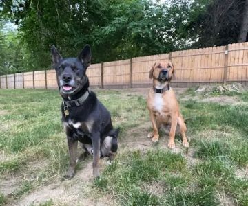 Murrysville Veterinary Associates