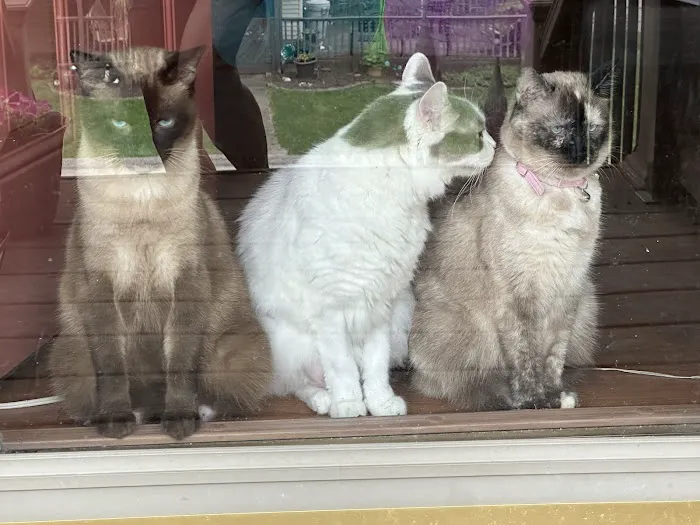 Green Hill Veterinary Care Ltd 9