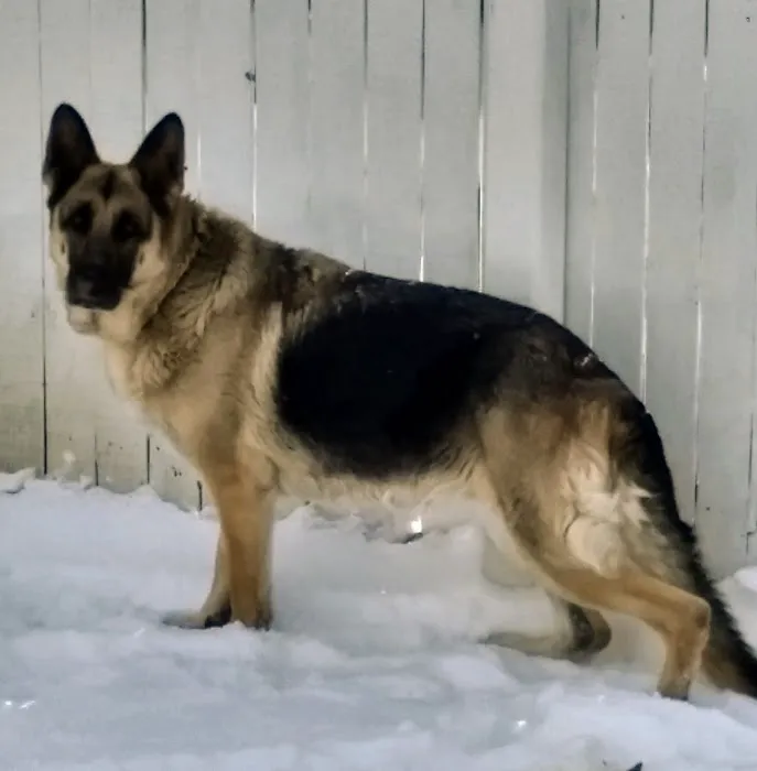 Green Hill Veterinary Care Ltd 2