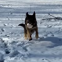 Green Hill Veterinary Care Ltd ico