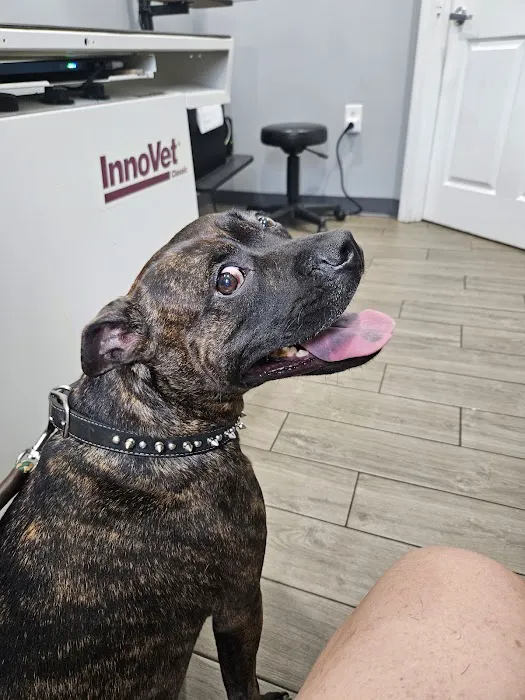 Mt Pleasant Animal Hospital 3