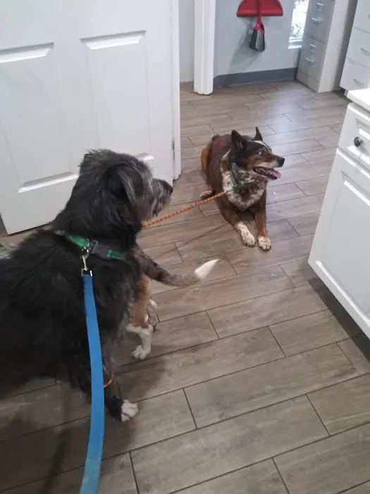 Mt Pleasant Animal Hospital 1