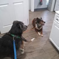 Mt Pleasant Animal Hospital ico