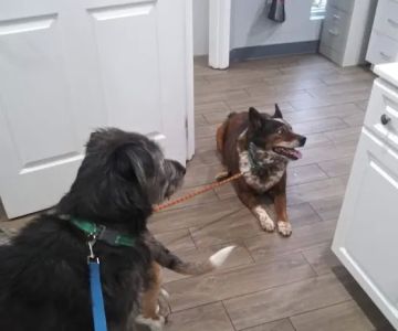 Mt Pleasant Animal Hospital