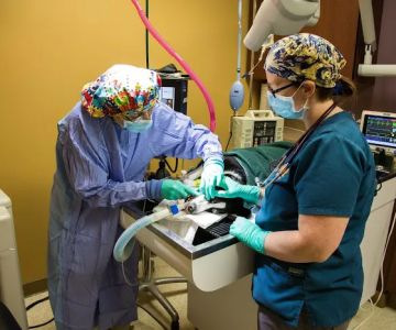 K. Vet Animal Care
