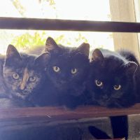 Spay it Forward ico