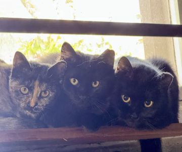 Spay it Forward