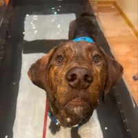 The Cabin Spa by K. Vet Animal Care ico