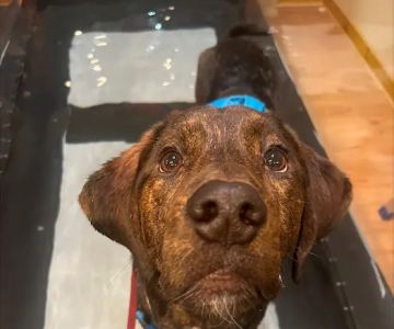 The Cabin Spa by K. Vet Animal Care