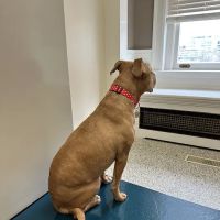 Heart & Soul Animal Hospital ico